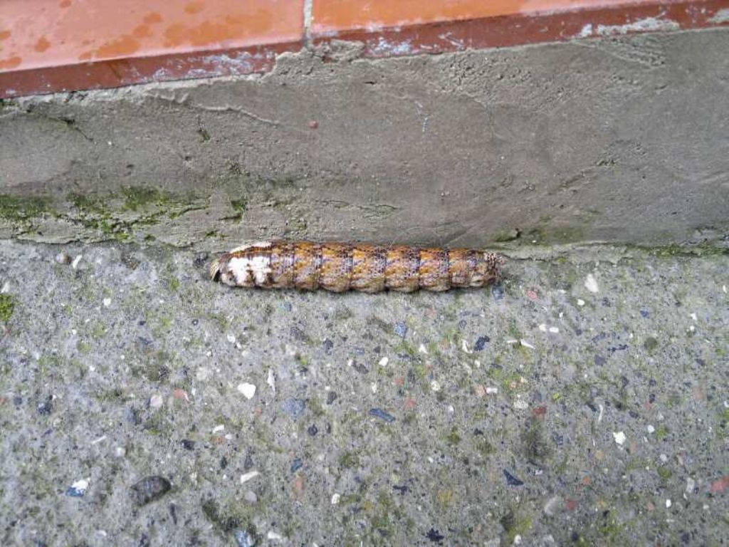 Bruco di lepidottero? di cosa si tratta 2!